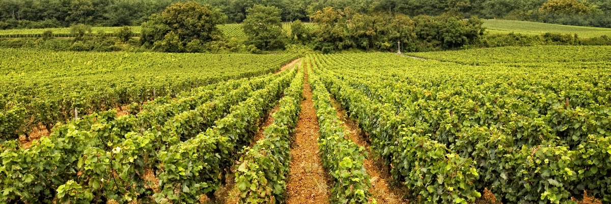 burgundy1