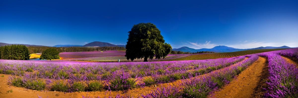 provence1