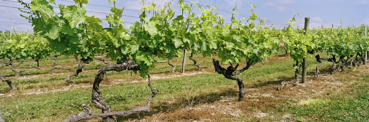 vines1